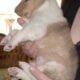 Registered “Lassie” Collie puppies Sable Tri Blue