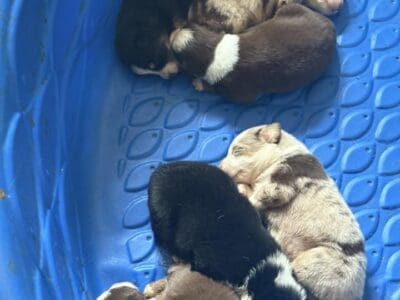 AKC Australian Shepards