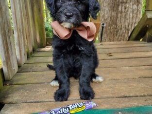 “Taffy”