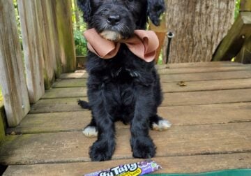 “Taffy”