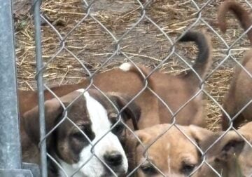 Daniff/Pit puppies