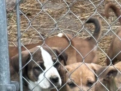 Daniff/Pit puppies