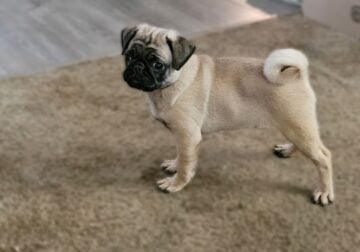Fawn Boy Pug ROCKY ready Mothers Day