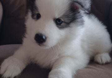 Artic Splitskys puppy – SJ