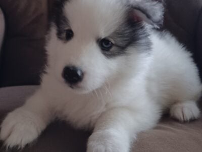 Artic Splitskys puppy – SJ