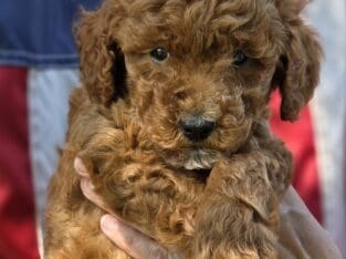 Mini Goldendoodles!!!
