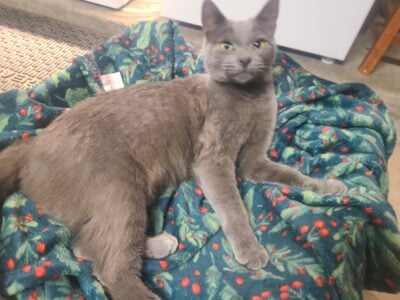 Loving kitty needs a home