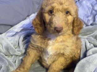 2nd and 3rd generation golden doodles