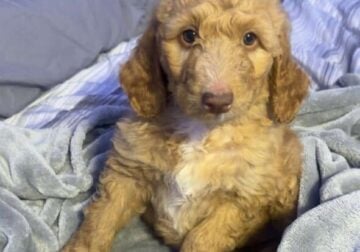 2nd and 3rd generation golden doodles