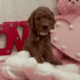 Sweet Mini Doodles – Ready for New Homes