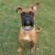 Male boxer