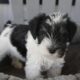 CKC Registered Miniature Schnauzers