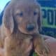 Pure bred golden retriever puppies