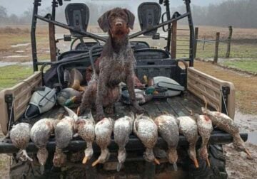 Duck hunter and willing to hunt anything