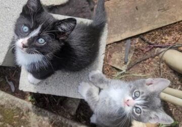 Kittens for Sale to Good Home