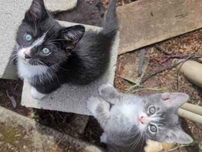Kittens for Sale to Good Home