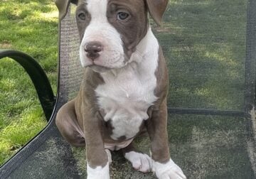 American Bully puppy 3, female