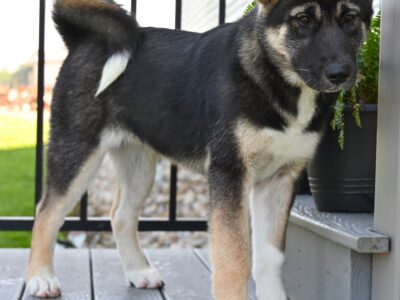 AKC Akita For Sale Millersburg OH F-Amber