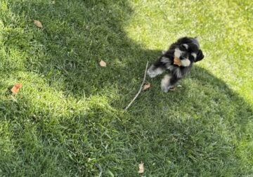 Miniature schnauzer puppies looking for a new home
