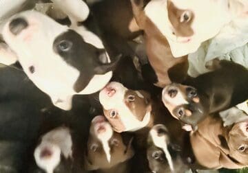 9 Week Old Pit Bull Puppies