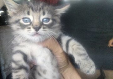 Blue Striped Kittens