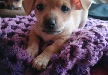 CHIWEENIES