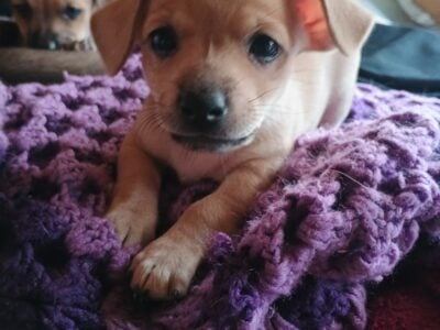 CHIWEENIES