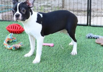 CKC Boston Terrier Puppies