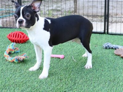 CKC Boston Terrier Puppies
