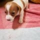 Mini-Dachshund CKC Ezri I’m the Last One
