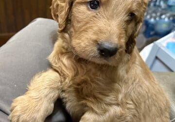 Goldendoodle Puppies