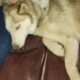 Siberian-husky