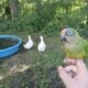 Tiki (Peach Fronted Conure)