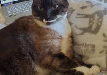 Sweet Cat for Adoption