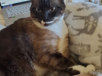 Sweet Cat for Adoption