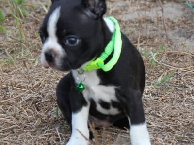 Boston Terrier Girl Arabella