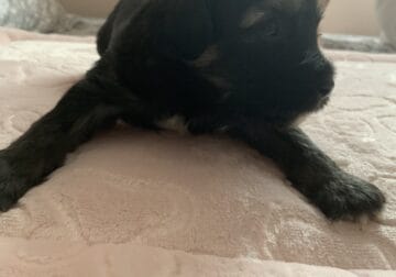 Chinese crested powderpuff female A