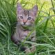 Adorable country kittens