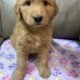 Goldendoodle Puppies- Jazzy and Red