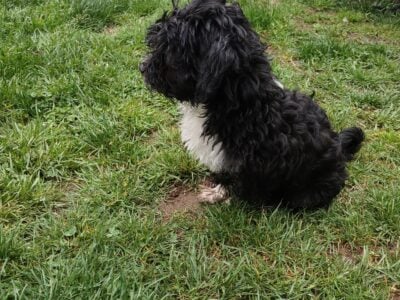Maltipoo