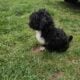 Maltipoo