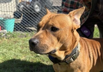 Young male dog seeking forever