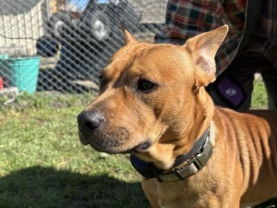 Young male dog seeking forever