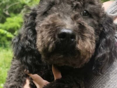 Teddy Goldendoodle