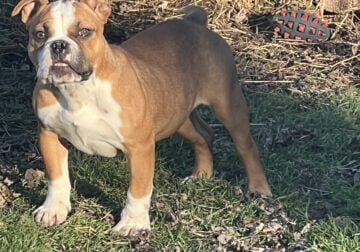 Female Exotic Bully