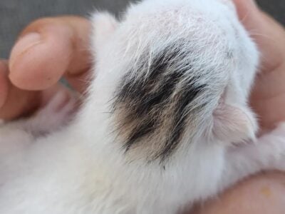 Newborn kitten