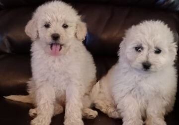 Beautiful Maltipoo puppies