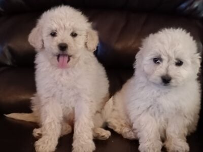 Beautiful Maltipoo puppies