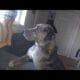 Great Dane