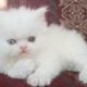 Beautiful Pure Persians Lockport,NY